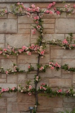 Toyo Nishiki Flowering Quince - Chaenomeles Speciosa - 2 Gallon Pot 14 Toyo Nishiki Flowering Quince - Chaenomeles Speciosa - 2 Gallon Pot -Cheap PLANTS Store Quince Toyo Nishiki 4