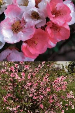 Toyo Nishiki Flowering Quince - Chaenomeles Speciosa - 5 Gallon Pot -Cheap PLANTS Store Quince Toyo Nishiki 6 1