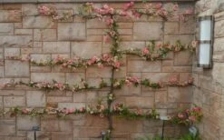 Toyo Nishiki Flowering Quince - Chaenomeles Speciosa - 5 Gallon Pot -Cheap PLANTS Store Quince Toyo Nishiki 9 1