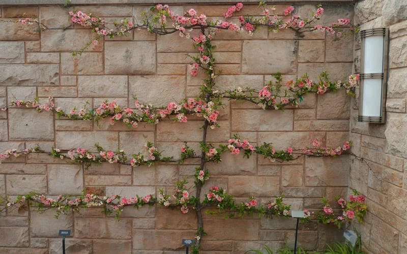 Toyo Nishiki Flowering Quince - Chaenomeles Speciosa - 2 Gallon Pot 9 Toyo Nishiki Flowering Quince - Chaenomeles Speciosa - 2 Gallon Pot - Image 7