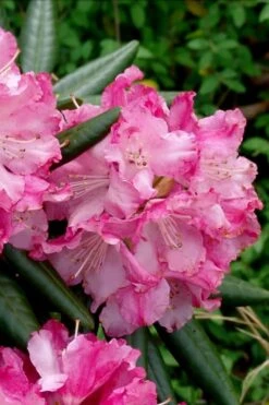 Southgate 'Brandi' Rhododendron - 2 Gallon Pot -Cheap PLANTS Store Rhododednron Southgate Rrandi 5