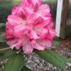 Southgate 'Splendor' Rhododendron - 2 Gallon Pot -Cheap PLANTS Store Rhododednron Southgate Splendor 5