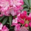 Southgate 'Brandi' Rhododendron - 2 Gallon Pot
