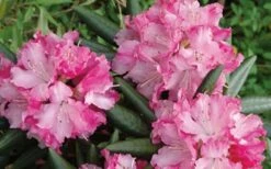 Southgate 'Brandi' Rhododendron - 2 Gallon Pot -Cheap PLANTS Store Rhododendron Southgate Brandi