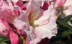 Southgate Breezy Rhododendron- 2 Gallon Pot -Cheap PLANTS Store Rhododendron Southgate Breezy