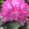 Southgate 'Radiance' Rhododendron - 3 Gallon Pot -Cheap PLANTS Store Rhododendron Southgate Radiance 2 500x750 2