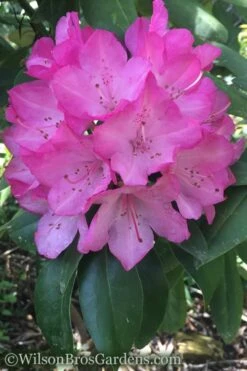 Southgate 'Radiance' Rhododendron - 3 Gallon Pot -Cheap PLANTS Store Rhododendron Southgate Radiance 4 500x750 2