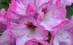 Southgate 'Radiance' Rhododendron - 2 Gallon Pot -Cheap PLANTS Store Rhododendron Southgate Radiance Closeup