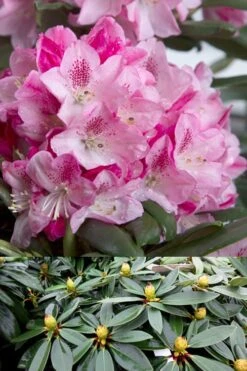 Southgate 'Splendor' Rhododendron - 2 Gallon Pot -Cheap PLANTS Store Rhododendron Southgate Splendor 500x750 1