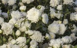 White Drift Rose - 2 Gallon Pot 12 White Drift Rose - 2 Gallon Pot -Cheap PLANTS Store Ride White Drift Blooms 1