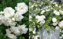 White Drift Rose - 1 Gallon Pot 13 White Drift Rose - 1 Gallon Pot -Cheap PLANTS Store Ride White Drift Blooms 3