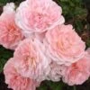 Apricot Drift Dwarf Rose - 2 Gallon Pot -Cheap PLANTS Store Rose Apricot Drift Rose BS 1