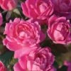 Pink Double Knock Out Rose - 2 Gallon Pot -Cheap PLANTS Store Rose Double Pink Knockout BS 2