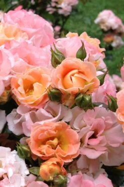 Peach Drift Groundcover Rose - 2 Gallon Pot 11 Peach Drift Groundcover Rose - 2 Gallon Pot -Cheap PLANTS Store Rose Drift Peach 22