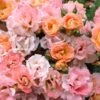 Peach Drift Groundcover Rose - 2 Gallon Pot -Cheap PLANTS Store Rose Drift Peach 23