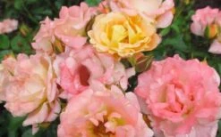 Peach Drift Groundcover Rose - 2 Gallon Pot 10 Peach Drift Groundcover Rose - 2 Gallon Pot -Cheap PLANTS Store Rose Drift Peach