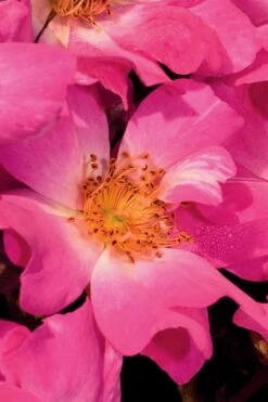 Pink Drift Groundcover Rose - 3 Gallon Pot -Cheap PLANTS Store Rose Drift Pink 20 1