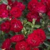 Red Drift Groundcover Rose - 2 Gallon Pot -Cheap PLANTS Store Rose Drift Red 10 1