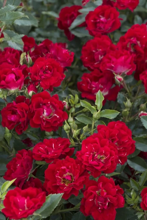 Red Drift Groundcover Rose - 2 Gallon Pot 3 Red Drift Groundcover Rose - 2 Gallon Pot