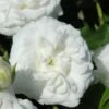 White Drift Rose - 3 Gallon Pot -Cheap PLANTS Store Rose Drift White 10 2