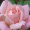 The Georgia Peach Shrub Rose - 1 Gallon Pot -Cheap PLANTS Store Rose Georgia Peach 50
