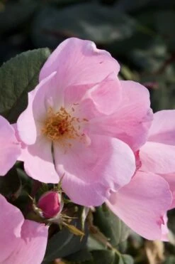 Blushing Knock Out Rose - 1 Gallon Pot 11 Blushing Knock Out Rose - 1 Gallon Pot -Cheap PLANTS Store Rose Knock Out Blushing Pink 2