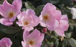 Blushing Knock Out Rose - 1 Gallon Pot 13 Blushing Knock Out Rose - 1 Gallon Pot -Cheap PLANTS Store Rose Knock Out Blushing Pink 4