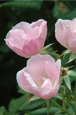 Blushing Knock Out Rose - 1 Gallon Pot 12 Blushing Knock Out Rose - 1 Gallon Pot -Cheap PLANTS Store Rose Knock Out Blushing Pink 5
