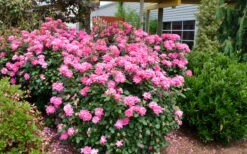 Pink Double Knock Out Rose - 1 Gallon Pot -Cheap PLANTS Store Rose Knock Out Double Pink 2