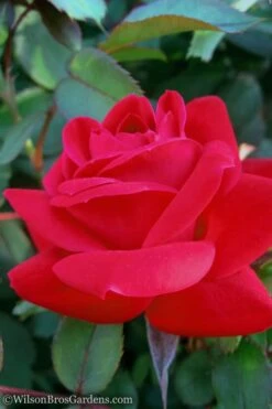 Red Double Knock Out Rose - 1 Gallon Pot -Cheap PLANTS Store Rose Knock Out Double Red 10