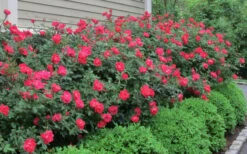 Original Red Knock Out Rose - 3 Gallon Pot 11 Original Red Knock Out Rose - 3 Gallon Pot -Cheap PLANTS Store Rose Knock Out Original 51 1