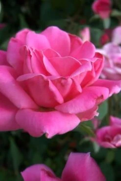 Pink Double Knock Out Rose - 2 Gallon Pot -Cheap PLANTS Store Rose Knock Out Pink Double 10 2