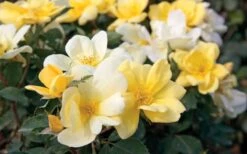 Sunny Yellow Knock Out Rose - 3 Gallon Pot -Cheap PLANTS Store Rose Knock Out Sunny 11 1