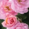 Peachy Knock Out Rose - 1 Gallon Pot -Cheap PLANTS Store Rose Knock Peachy 5