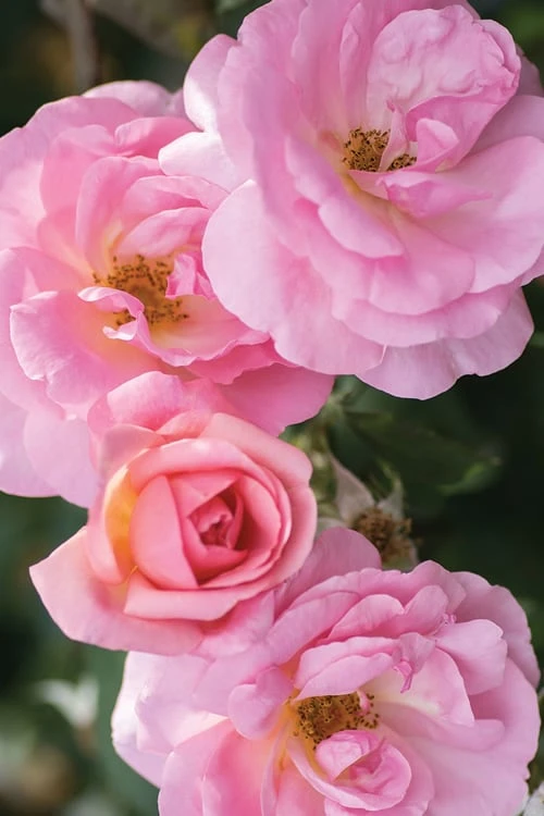 Peachy Knock Out Rose - 1 Gallon Pot 3 Peachy Knock Out Rose - 1 Gallon Pot