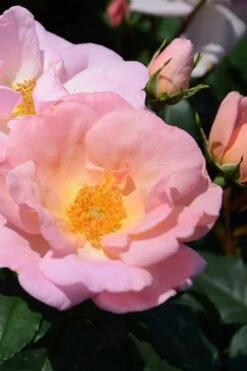 Peachy Knock Out Rose - 1 Gallon Pot 9 Peachy Knock Out Rose - 1 Gallon Pot -Cheap PLANTS Store Rose Knock Peachy 6