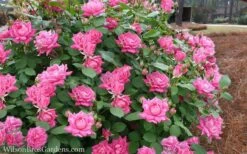 Pink Double Knock Out Rose - 1 Gallon Pot -Cheap PLANTS Store Rose Knockout Pink Double 21