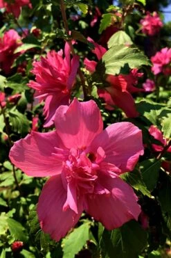 Lucy Rose Of Sharon (Single Trunk Tree) - 7 Gallon Pot (4-5') 13 Lucy Rose Of Sharon (Single Trunk Tree) - 7 Gallon Pot (4-5') -Cheap PLANTS Store Rose Of Sharon Lucy 13