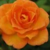 Sunrosa Orange Delight Dwarf Shrub Rose - 1 Gallon Pot -Cheap PLANTS Store Rose Orange Sunrosa 10