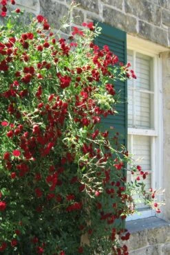 Red Cascade Miniature Climbing Rose - 6 Pack Of 1 Gallon Pots -Cheap PLANTS Store Rose Red Cascade 10
