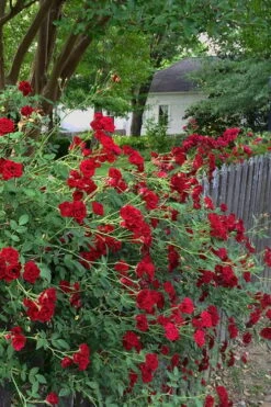 Red Cascade Miniature Climbing Rose - 6 Pack Of 1 Gallon Pots -Cheap PLANTS Store Rose Red Cascade 11
