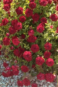 Red Cascade Miniature Climbing Rose - 6 Pack Of 1 Gallon Pots -Cheap PLANTS Store Rose Red Cascade 12