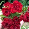 Red Cascade Miniature Climbing Rose - 2.5 Quart Pot -Cheap PLANTS Store Rose Red Cascade Closeup 2 1