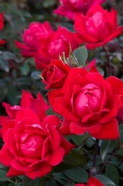 Red Double Knock Out Rose - 3 Gallon Pot -Cheap PLANTS Store Rose Red Double Knockout BS 1