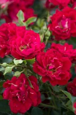 Red Drift Groundcover Rose - 1 Gallon Pot 13 Red Drift Groundcover Rose - 1 Gallon Pot -Cheap PLANTS Store Rose Red Drift BS