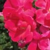 Original Red Knock Out Rose - 1 Gallon Pot