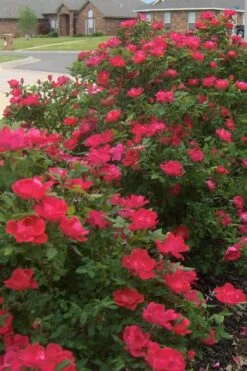 Original Red Knock Out Rose - 3 Gallon Pot 13 Original Red Knock Out Rose - 3 Gallon Pot -Cheap PLANTS Store Rose Red Knock Out 12 1