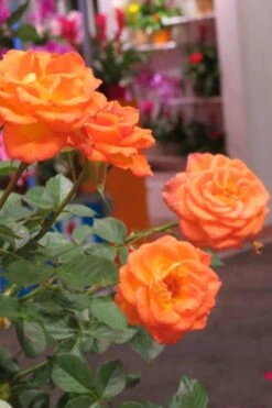 Sunrosa Orange Delight Dwarf Shrub Rose - 1 Gallon Pot -Cheap PLANTS Store Rose Sunrosa Orange Delight 50