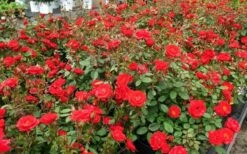 Sunrosa Red Dwarf Shrub Rose - 1 Gallon Pot -Cheap PLANTS Store Rose Sunrosa Red 1