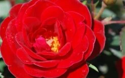 Sunrosa Red Dwarf Shrub Rose - 1 Gallon Pot -Cheap PLANTS Store Rose Sunrosa Red 2